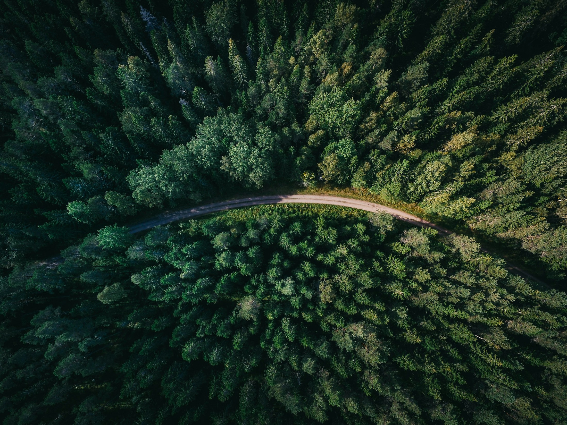 A road winds through a dense forest in Sweden